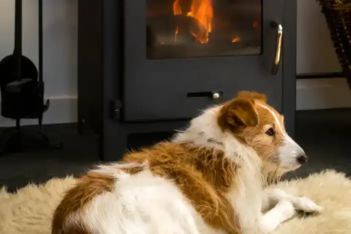 Dog in front of fire in Falmouth holiday cottage