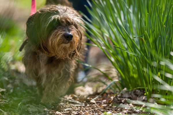 Dog Friendly Cottages in Falmouth | Cornish Holiday Cottages