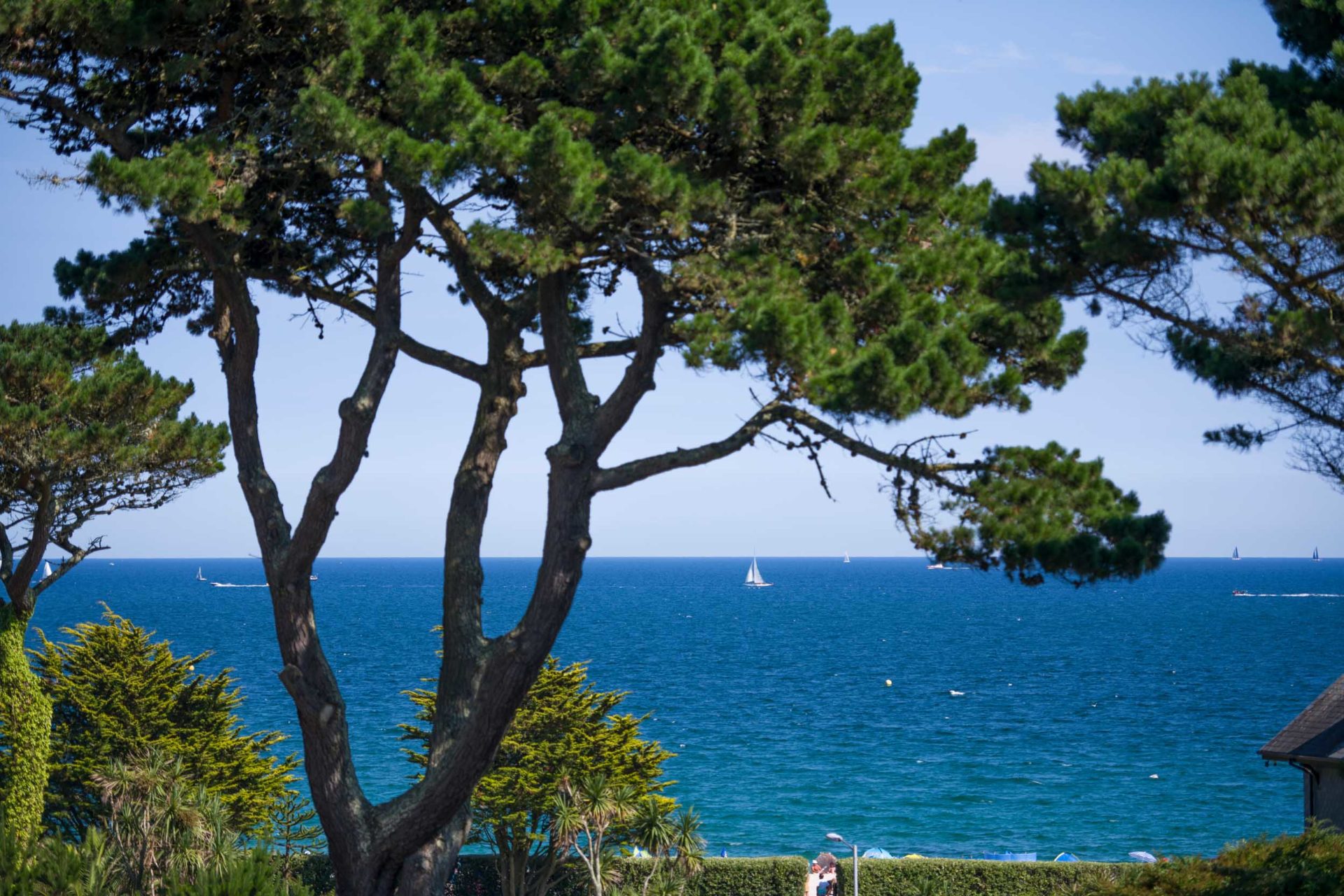 Large scots pine tree and Falmouth Bay with a distant sailing boat