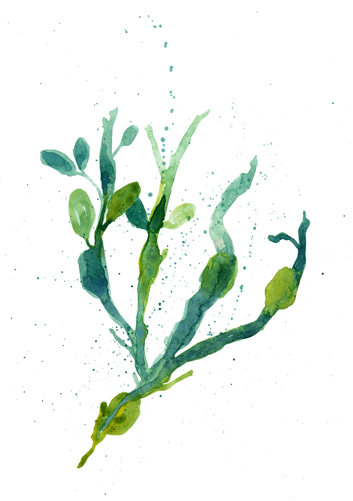 Cornish seaweed illustration