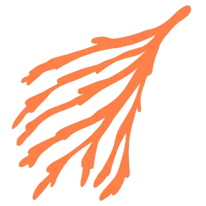 seaweed orange illustration