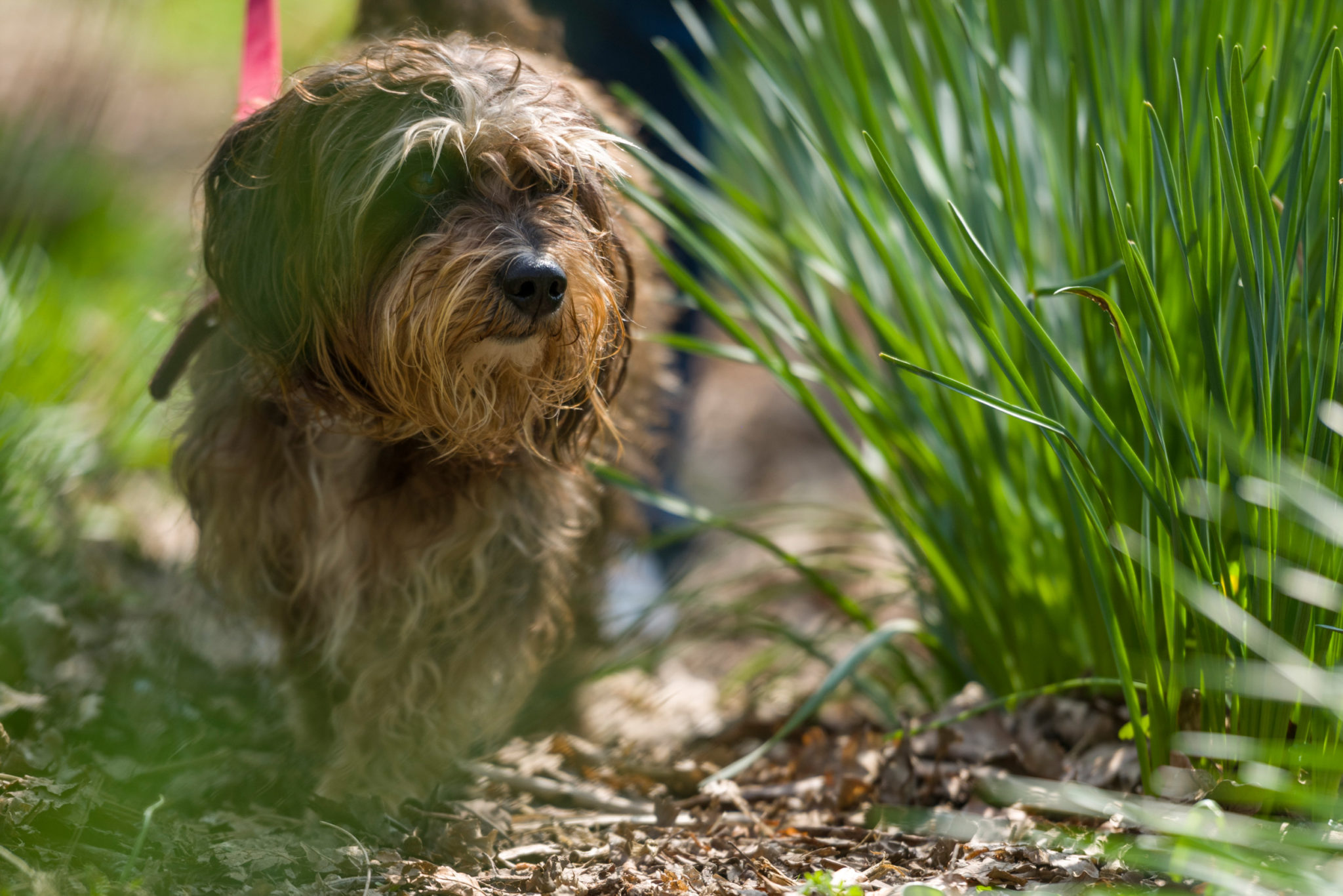 long haired dog on a walk with a red lead in Cornwall